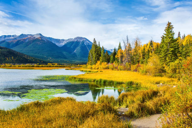 the landscape in the rocky mountains - duckweed imagens e fotografias de stock