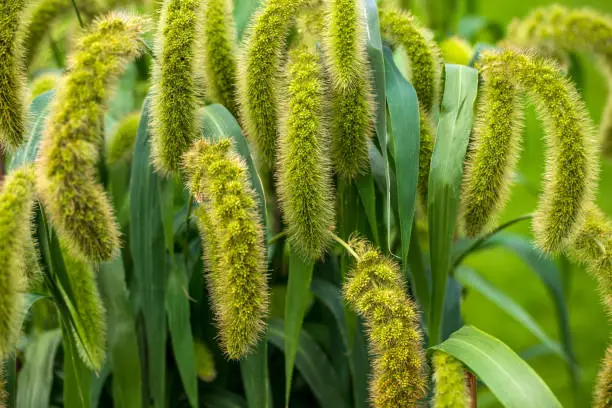 View of foxtail millet immature seedhead on the summer countryside field. Macro photography of lively Nature.