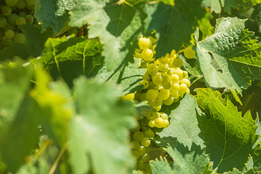 grape vines growing in the French Charente region, near the city of Cognac; Jonzac, France