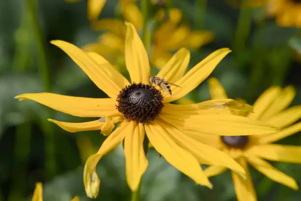 Yellow flower with small bee looking for pollen.
