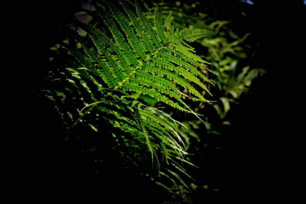 istock Lush green fern leaves on a black background 1287470188