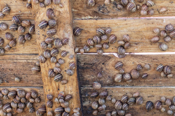 Wooden panel with many snails on a snail farm. Close up.