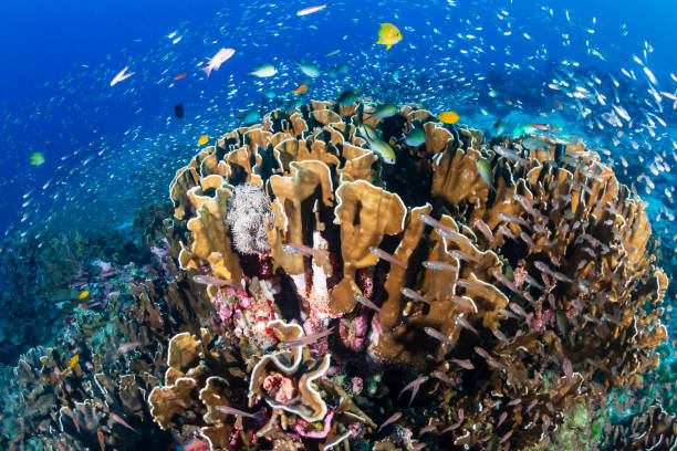 istock Beautiful soft corals and tropical fish on a reef in the Andaman Sea 1287471237