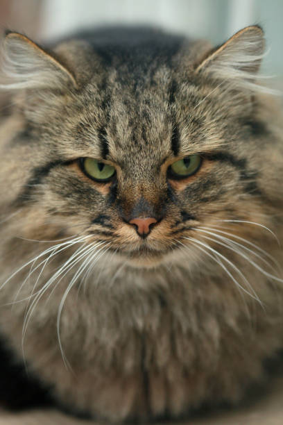 istock Portrait of wild fluffy cat 1287472119