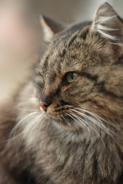 istock Portrait of wild fluffy cat 1287472120
