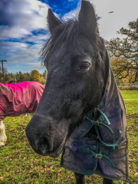 istock Welsh section D pony in the field 1287472806