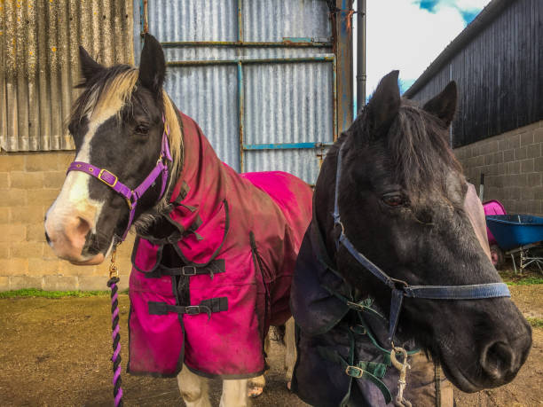 istock Ponies going out to the field 1287472814