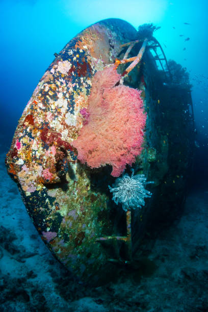istock Underwater shipwreck on a coral reef 1287472816