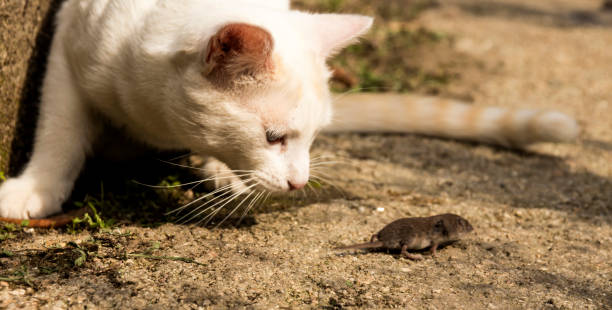 istock Cute white cat chases a little mouse that runs away 1287473073