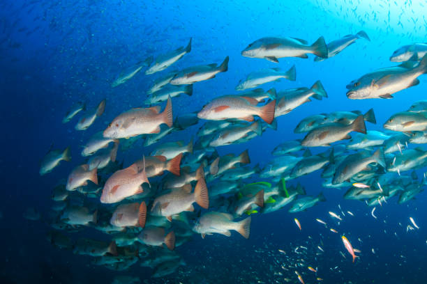 Trevally and Snapper hunting on a coral reef