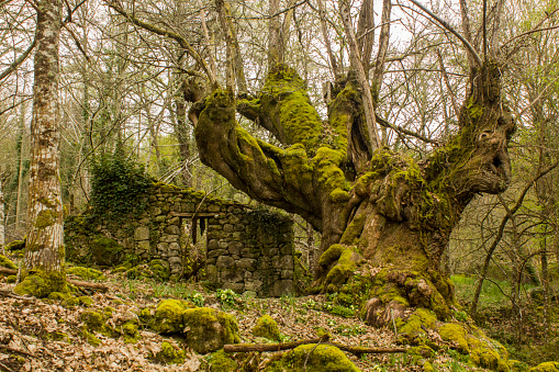 huge and very old chestnut tree next to a very old stone house in an amazing natural landscape. Ribeira Sacra, Canon Sil. Galicia. Castiñeiros de Entrambosrrios