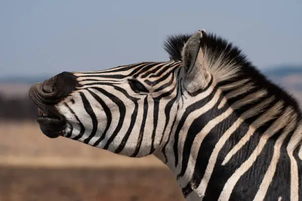 A Zebra stallion performing the Flehmen Grimace on a safari in South Africa