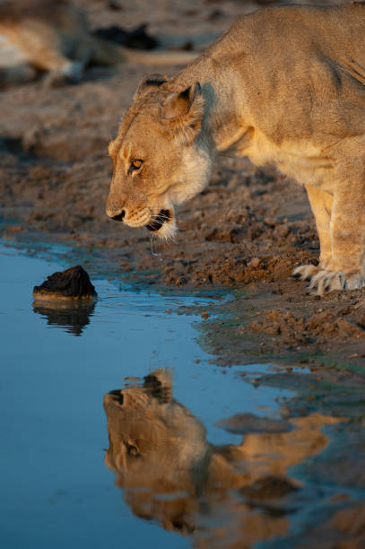 istock Female Lion drinking Water 1287475710