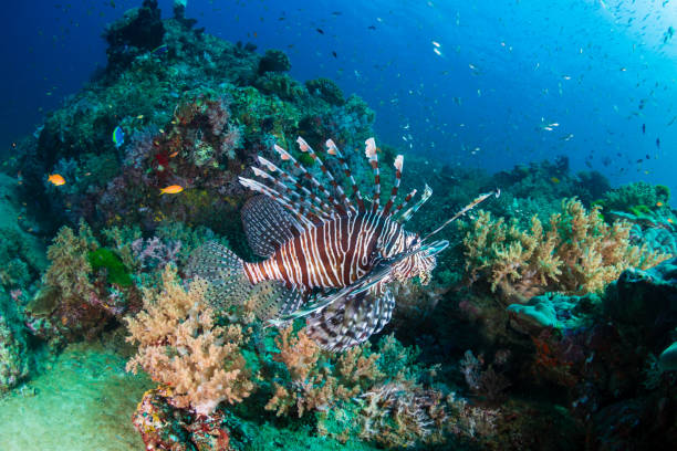 istock Predatory Lionfish on a dark tropical coral reef 1287476512
