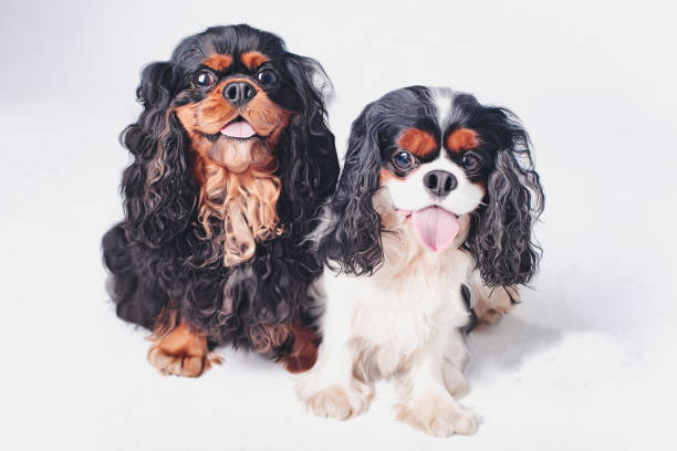 istock Dogs on a white background.
