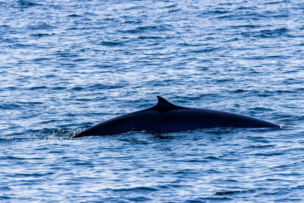 istock Brydes Whale on the surface on the ocean 1287476748