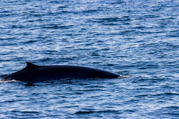 istock Brydes Whale on the surface on the ocean 1287476767