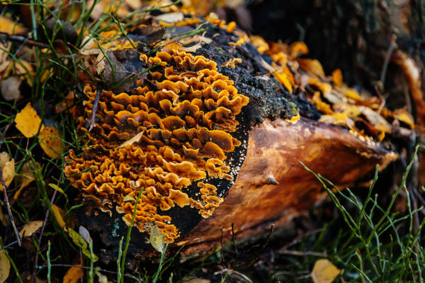 Yellow hairy curtain crust fungus settled on the old stump in Autumn, Stereum sp., Stereaceae in habitat. Close-up photograph of Stereum hirsutum found on cut cross-section of Pine log. el hongo amarillo de la corteza de la corteza peluda se asentó en el viejo tocón en otoño, stereum sp., stereaceae en hábitat. fotografía de primer plano de stereum hirsutum encontrada en la sección transversal cortada del tronco de pino.