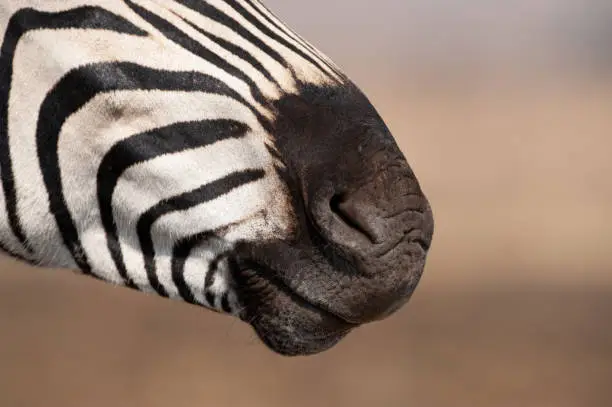 A Zebra stallion performing the Flehmen Grimace on a safari in South Africa