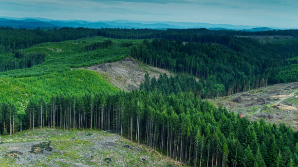 istock Logging Clear Cut and Forest Roads 1287479758