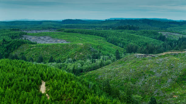 istock Various Stages of Forest Growth - Aerial 1287479762