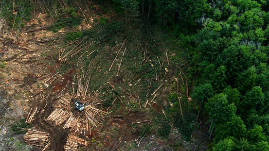 Top Down Drone Shot of Felled Trees in Logged Area of Forest
