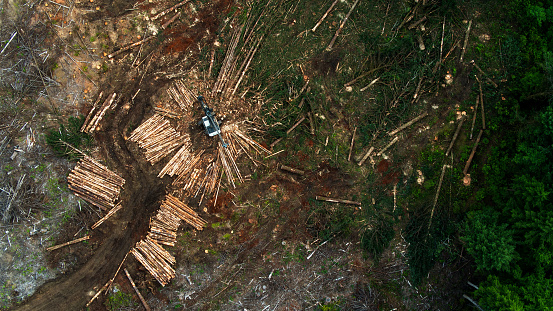 Top Down Drone Shot of Harvesting of Felled Trees in Logged Area of Forest