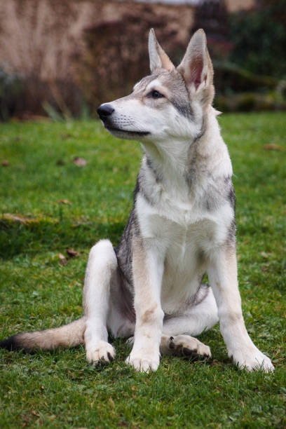 chien / saarloos / wolfdog dans un pré - louveteau gris photos et images de collection