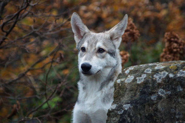 istock Dog / Saarloos / wolfdog next to a stone 1287480777