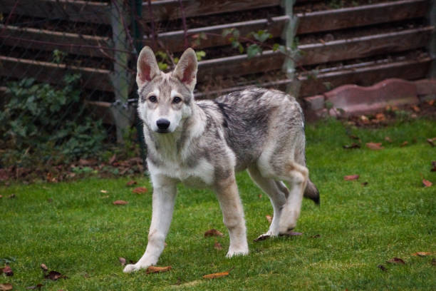 istock Dog / Saarloos / wolfdog in a meadow 1287480780