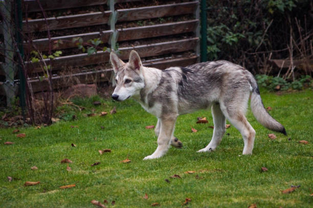 istock Dog / Saarloos / wolfdog in a meadow 1287480785