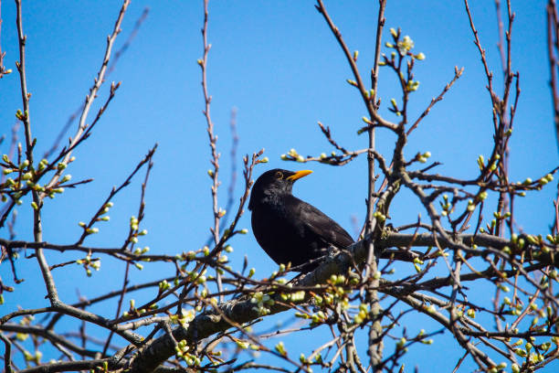 istock Blackbird on a branch in a treetop 1287480791