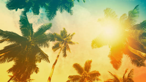istock Silhouette of palm trees at sunset, vintage filter 1287481114