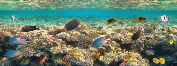 istock Underwater Colorful Tropical Fishes. 1287483585