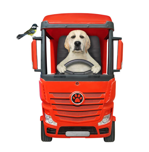 istock Dog driving red truck 2 1287483969