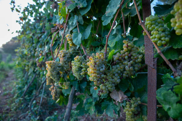 istock Bunch of Ripe Vineyard Grapes. Grapes Wineries. 1287484739