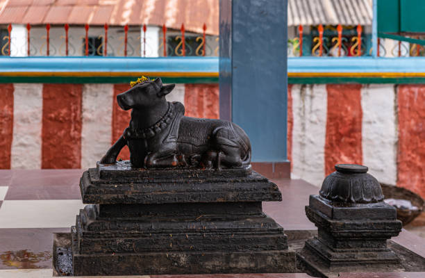 close-up de nandi o touro, kadirampura, karnataka, índia. - nandi - fotografias e filmes do acervo