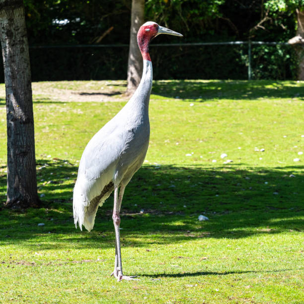 istock Sarus crane, Grus antigone also known as Indian sarus crane 1287486386