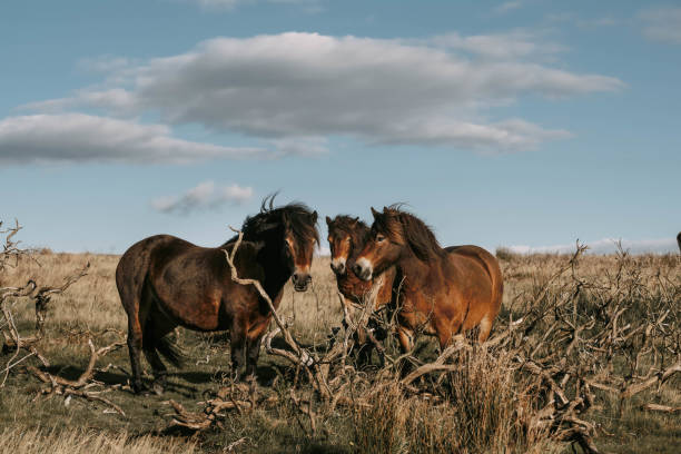 ponis salvajes de exmoor - exmoor national park fotografías e imágenes de stock