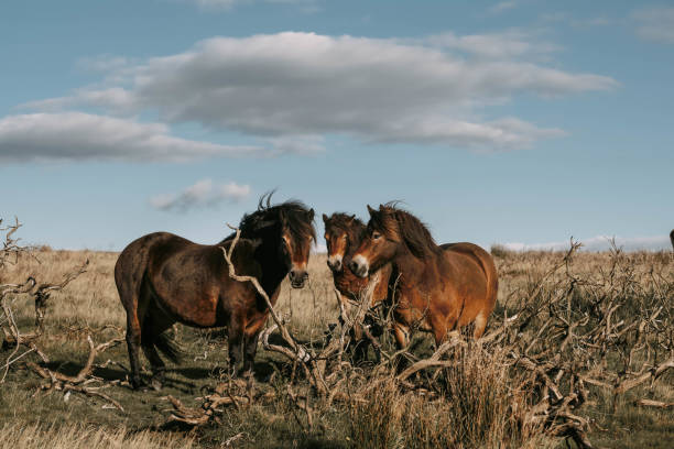 dzikie kucyki exmoor - exmoor national park zdjęcia i obrazy z banku zdjęć