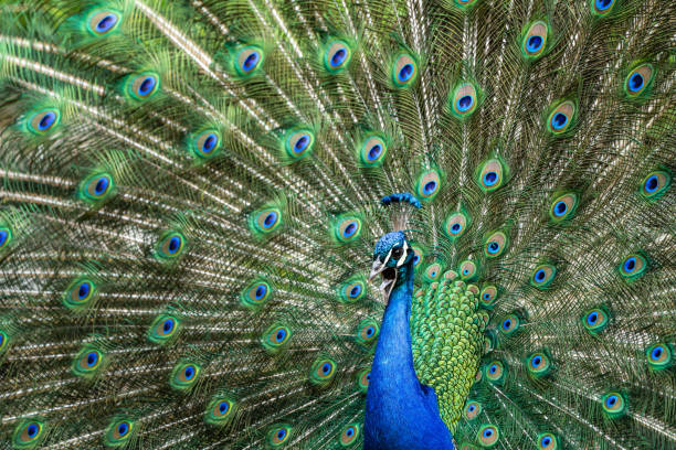 istock Indian Peacock or Blue Peacock, Pavo cristatus 1287487279