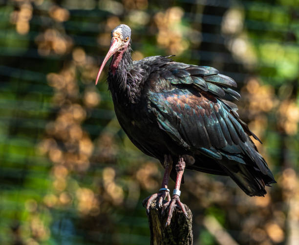 istock Northern Bald ibis, Geronticus eremita in the zoo 1287487721