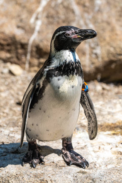 istock Humboldt Penguin, Spheniscus humboldti in a park 1287487812