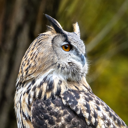 The Eurasian Eagle Owl, Bubo bubo is a species of eagle-owl that resides in much of Eurasia. It is also called the European eagle-owl
