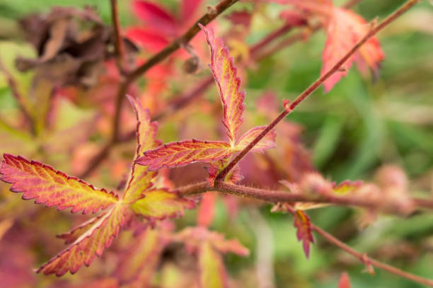 istock red leaves on a Bush, autumn background vegetation 1287490149