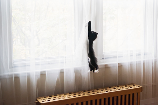 Very active 3 months kitten climbing mesh curtains. It is a tuxedo cat. Horizontal full length indoors shot with copy space.