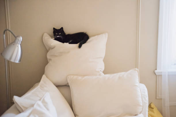 Adorable 3 months kitten resting on a pile of sofa cushions. It is a tuxedo cat with a little moustache on it’s upper lips. Horizontal waist up indoors shot with copy space.