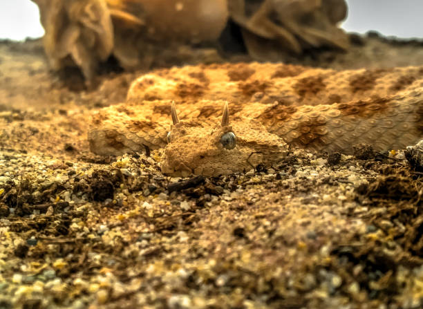 istock Desert Horned Viper - Cerastes cerastes 1287491477