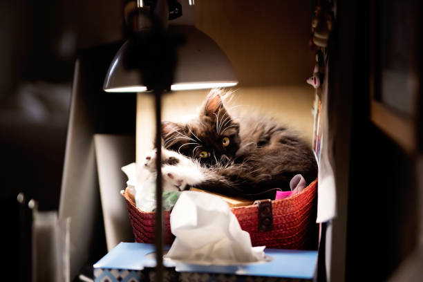 Adorable 3 months kitten resting in an awkward place on desk home office. It is a tuxedo cat with a cute little white moustache on it’s upper lips. Horizontal full length indoors shot with copy space.