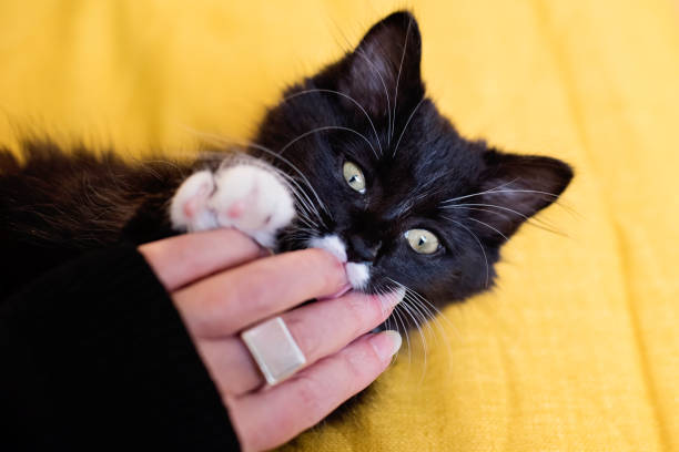 愛らしい3ヶ月の子猫は、女性の手で遊んで。 - finger in mouth 写真 ストックフォトと画像